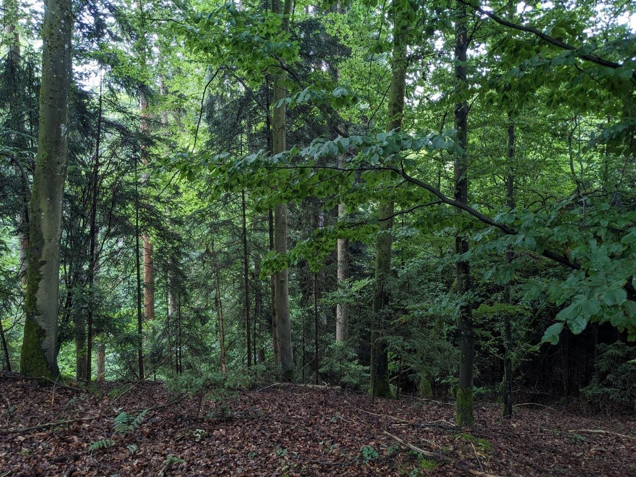 Waldbaden nach Shinrin Yoku