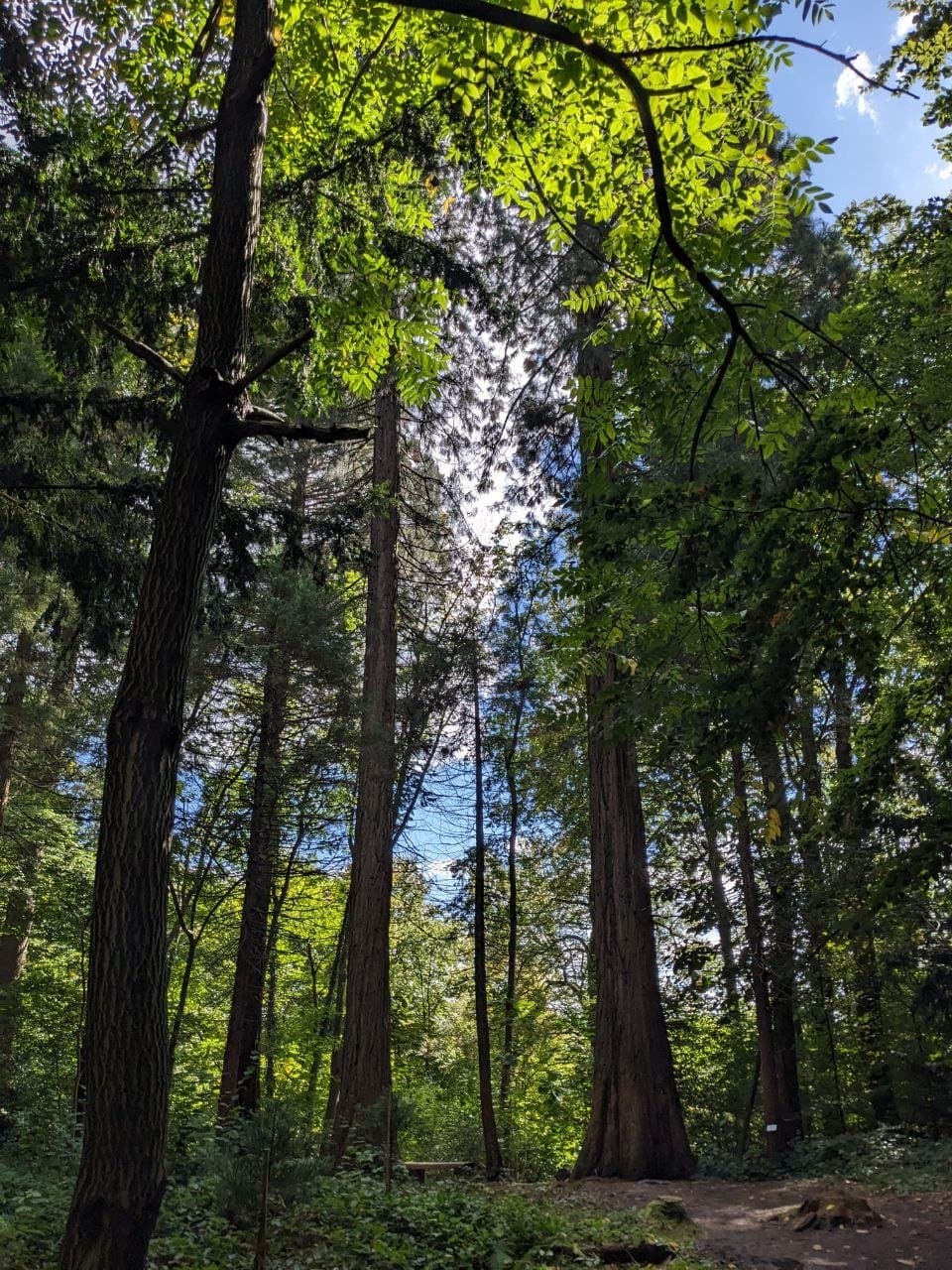 Waldbaden nach Shinrin Yoku – Spätsommer-Edition mit QiGong