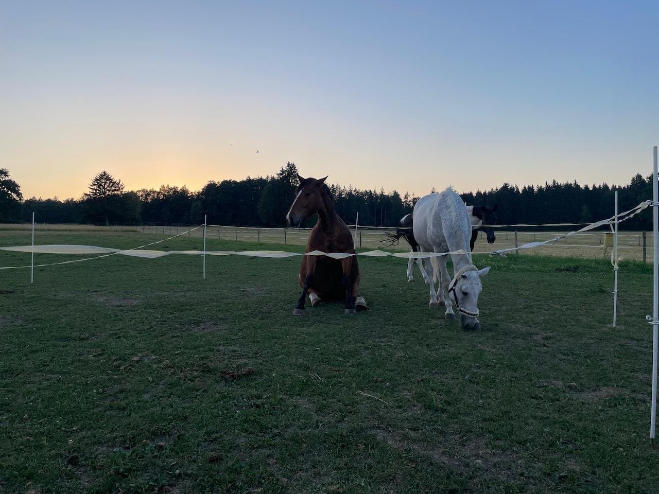 Traumaheilung mit der Herzkraft der Pferde