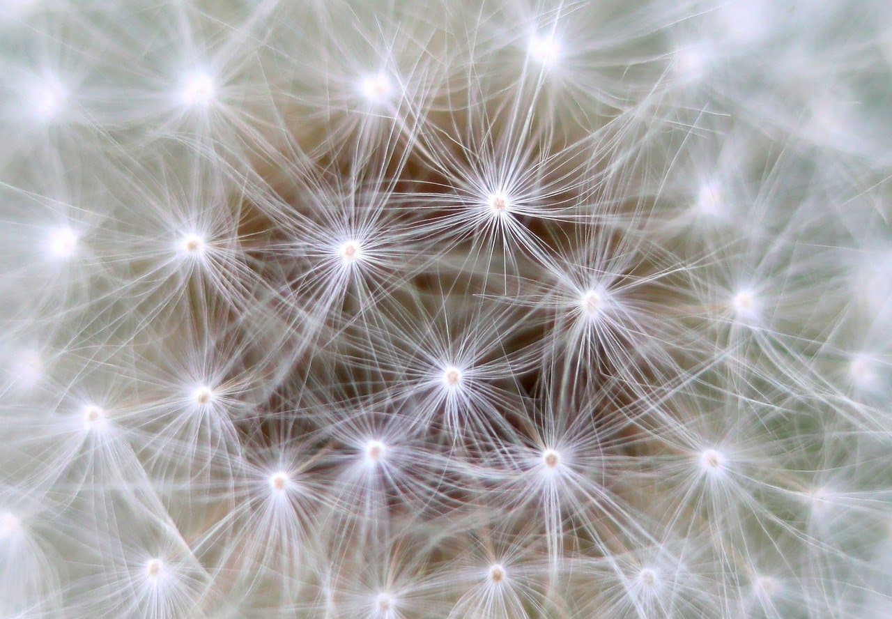 Interbeing – Eine Reise in die Verbundenheit