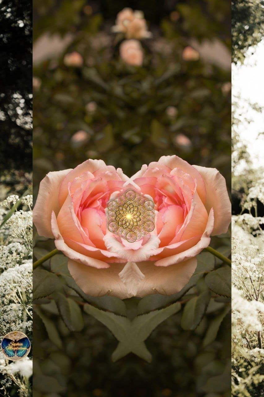 Die pure Rose Frequenz Aktivierung