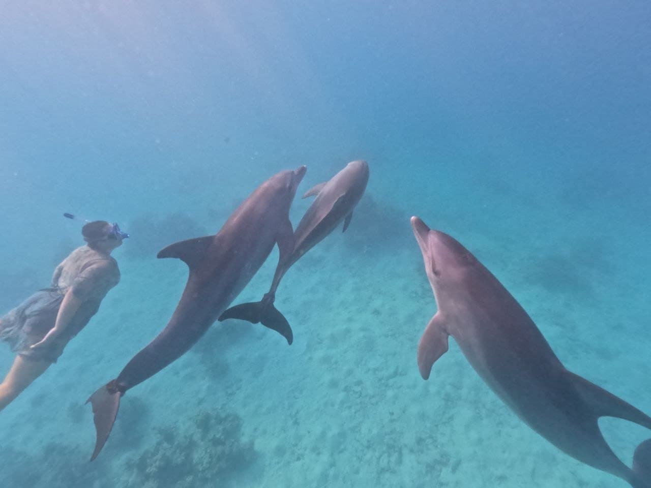Delfinreise